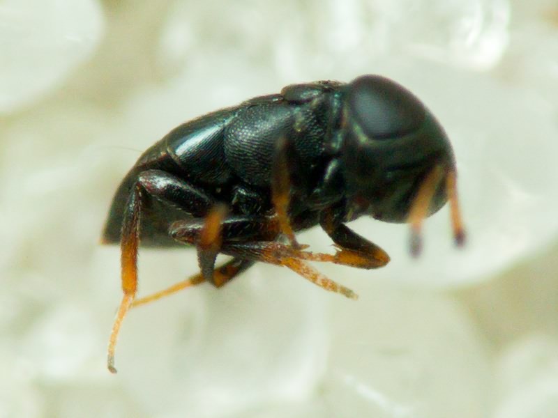 Hymenoptera
